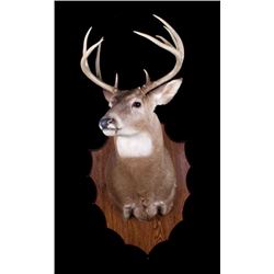 Montana Whitetail Deer Shoulder Trophy Mount