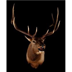 Montana Rocky Mountain Trophy Elk Shoulder Mount