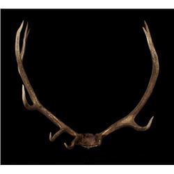 Montana Rocky Mountain Royal Elk European Mount