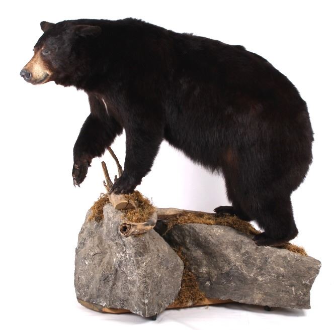 Full Black Bear Taxidermy Trophy Mount Alberta