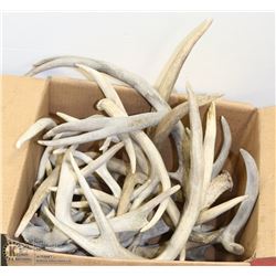 BOX OF ASSORTED SHED ANTLERS (APPROX 20LBS)