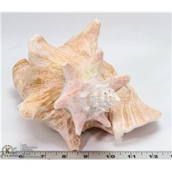 LARGE CONCHE SHELL. HOUSEHOLD