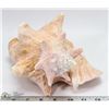 Image 1 : LARGE CONCHE SHELL. HOUSEHOLD