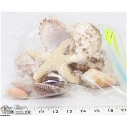 BAG OF SEASHELLS