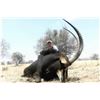 Image 1 : 5-day Sable Bull Hunt for 1 hunter in South Africa
