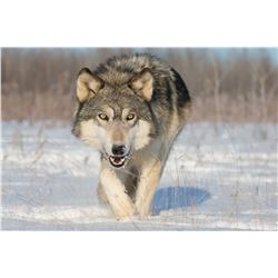 7-Day, Wolf, Lynx, Wolverine Combo Hunt OR 6-day, Trophy Archery Mule Deer Hunt, both for 1 hunter