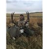 Image 4 : 7-Day, Wolf, Lynx, Wolverine Combo Hunt OR 6-day, Trophy Archery Mule Deer Hunt, both for 1 hunter
