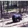Image 1 : 5-DayTrophy Black Bear Hunt in Saskatchewan