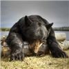 Image 3 : 5-DayTrophy Black Bear Hunt in Saskatchewan