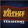 Image 7 : $750.00 Certificate for Taxidermy Services or Woodwork at The Wildlife Gallery
