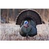 Image 1 : Two-day Michigan private land turkey hunt