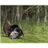 Image 2 : Two-day Michigan private land turkey hunt