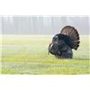 Image 3 : Two-day Michigan private land turkey hunt