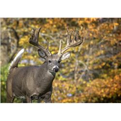 2-Day Whitetail Hunt for One Hunter - up to 170 inches at L-4 Ranch