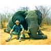 Image 1 : 5-Day Bull Elephant for One Hunter