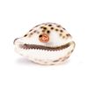 Image 2 : "Jungle Cruise" Shell Souvenir.