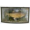 Image 1 : A J.Cooper & Sons taxidermic chub, in a glazed bow front case with naturalistic reed bed setting...