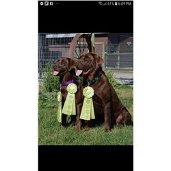 CKC Registered Choclate Lab Pup