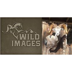 Shoulder Mount of a N.A. Game Animal by Wild Images Taxidermy