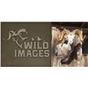 Image 1 : Shoulder Mount of a N.A. Game Animal by Wild Images Taxidermy