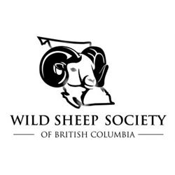 Full Size Raccoon Mount