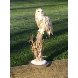 Snowy Owl