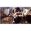 Image 3 : Moose Hunt In Spatsizi Wilderness Park