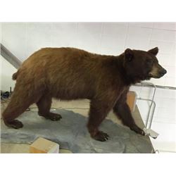 ESTATE - Full Mount Black Bear ( Ursus Americanus).