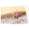 Image 2 : LOT OF 3 WESTERN & WILDLIFE COLOR PRINTS