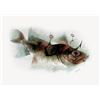 Image 1 : Siegfried Gerhard Reinhardt, Fish, Lithograph
