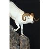Image 2 : #WED-14 Life-Size Sheep Mount