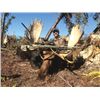 Image 2 : #FB-01 Canada Moose Hunt, Alberta