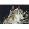 #FB-11 Marco Polo (Hume) Argali Hunt, Kyrgyzstan