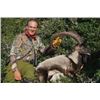 Image 2 : #FB-19 Kri-Kri Ibex and Mouflon Combo Hunt, Sapientza Island, Greece
