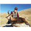Image 2 : #THD-12 Pyrenean Chamois Hunt, Spain