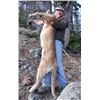 Image 2 : #THD-14 Mountain Lion Hunt, Wyoming