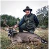 Image 2 : #FR-02 Whitetail Deer and Hybrid Sheep Hunt, Texas
