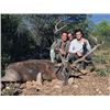Image 2 : #FR-05 Red Deer, Mouflon, or Fallow Deer Hunt (Hunter’s Choice), Spain