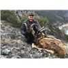 Image 2 : #SB-04 Kri-Kri (Hybrid) Ibex Hunt, Macedonia
