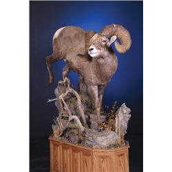 #SB-06 Life-Size Wild Sheep Mount