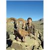 Image 2 : #SB-13 Hunter’s Choice Urial, Pakistan