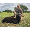 #SA-01 Whitetail Deer and Hybrid Sheep Hunt, Texas