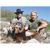 Image 2 : #SA-03 Iberian Mouflon Sheep Hunt, Spain