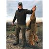 #SA-06 Golden Jackal and Roe Deer Hunt, Macedonia