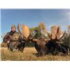 Image 2 : #SA-15 Archery Moose Hunt, Alberta