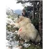 Image 2 : #SA-18 American Mountain Goat Hunt, British Colum
