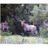 Image 2 : #SA-20 Texas Trio Hunt