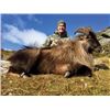 Image 2 : #SA-28 Tahr and Red Stag Hunt, New Zealand