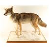 Image 1 : Full Mounted Coyote
