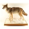 Image 2 : Full Mounted Coyote